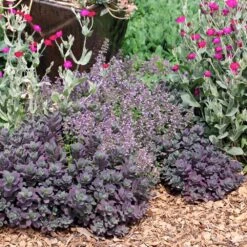Sedum Dazzleberry