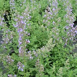 Nepeta Faassenii 'Junior Walker' Catmint -Nature Planting Store Nepeta Junior Walker Catmint