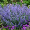 Nepeta Faassenii 'Walker's Low' Catmint
