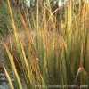 Panicum 'Northwind' Switch Grass