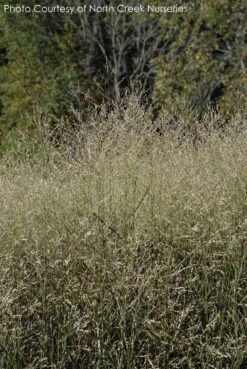 Panicum 'Shenandoah' Switch Grass -Nature Planting Store PANICUM SHENANDOAH 2