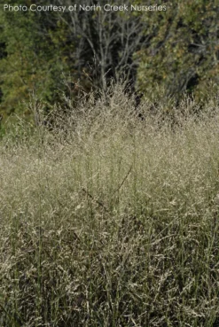 Panicum 'Shenandoah' Switch Grass -Nature Planting Store PANICUM SHENANDOAH 2 scaled