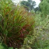 Panicum 'Shenandoah' Switch Grass