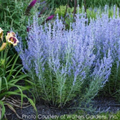 Perovskia Atriplicifolia 'Blue Jean Baby' Russian Sage -Nature Planting Store PEROVSKIA BLUE JEAN BABY 1