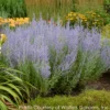 Perovskia Atriplicifolia 'Blue Jean Baby' Russian Sage