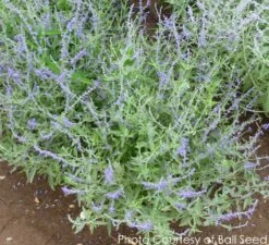 Perovskia Atriplicifolia 'CrazyBlue' Russian Sage
