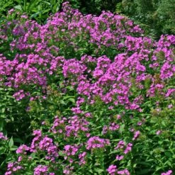 Phlox Paniculata 'Robert Poore' Garden Phlox -Nature Planting Store PHL Robert Poore EZ