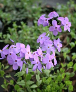 Phlox Stolonifera 'Sherwood Purple' Creeping Woodland Phlox