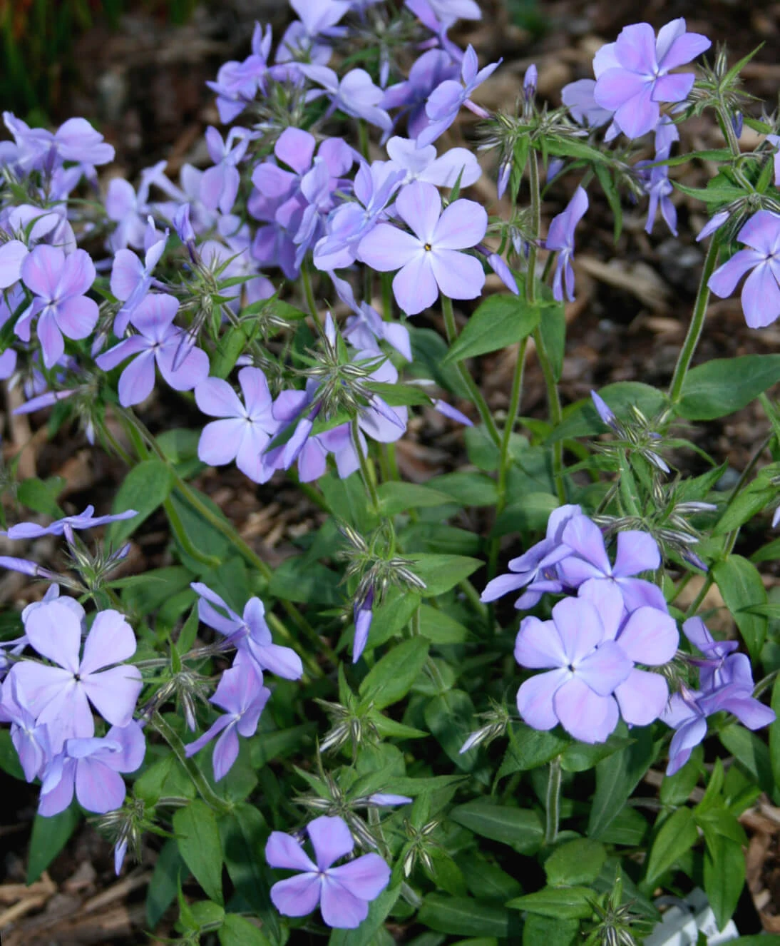 Phlox Divaricata 'Blue Moon' Woodland Phlox 2 Phlox Divaricata 'Blue Moon' Woodland Phlox - Image 2
