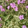 Phlox Procumbens 'Variegata' Trailing Phlox