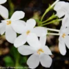 Phlox Stolonifera 'Bruce's White' Creeping Woodland Phlox