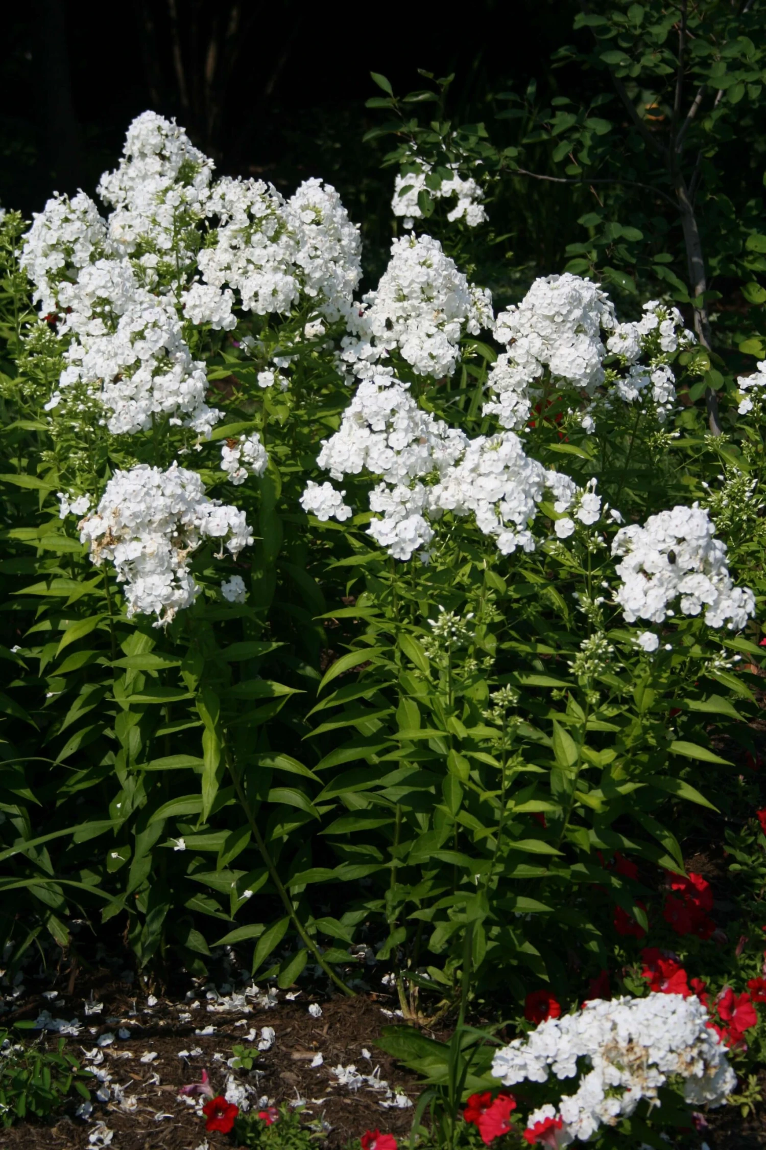 Phlox Paniculata 'David' Garden Phlox 1 Phlox Paniculata 'David' Garden Phlox