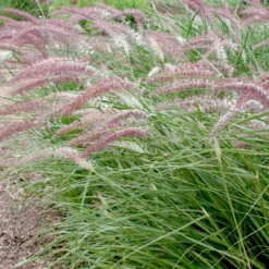 Pennisetum Orientale 'Karley Rose' Fountain Grass