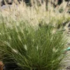 Pennisetum 'Piglet' Dwarf Fountain Grass