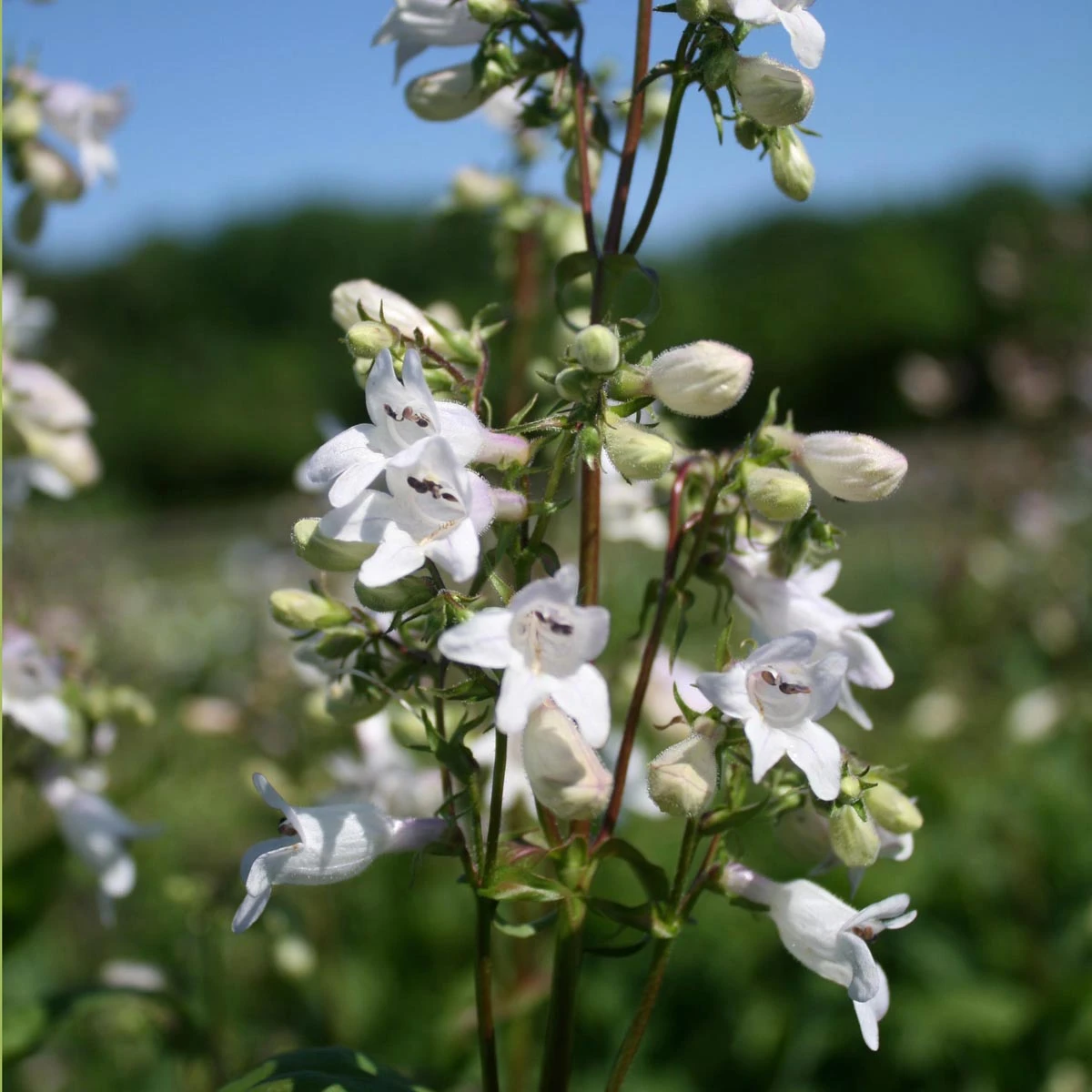 Penstemon Digitalis Beardtongue 2 Penstemon Digitalis Beardtongue - Image 2