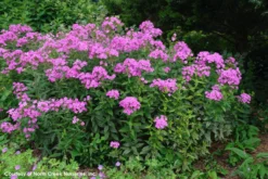 Phlox Paniculata 'Robert Poore' Garden Phlox