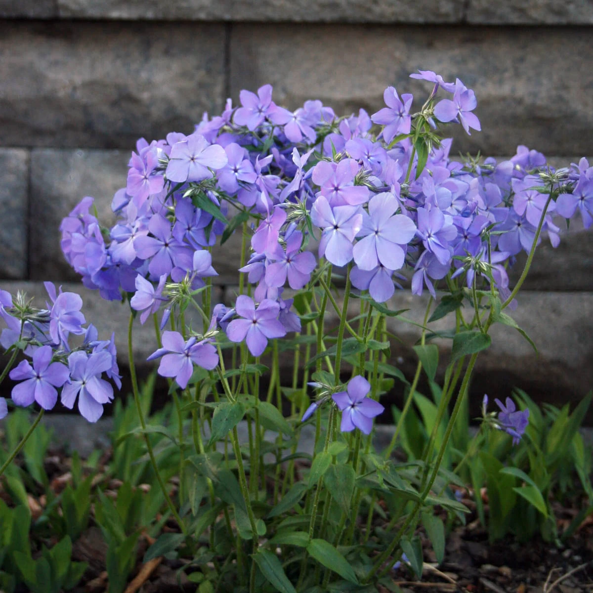 Phlox Divaricata 'Blue Moon' Woodland Phlox 3 Phlox Divaricata 'Blue Moon' Woodland Phlox - Image 3