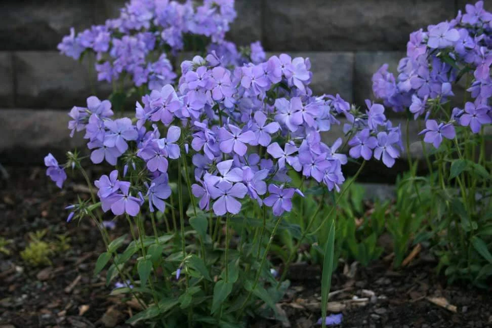 Phlox Divaricata 'Blue Moon' Woodland Phlox 1 Phlox Divaricata 'Blue Moon' Woodland Phlox