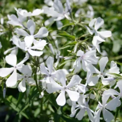 New Arrival -Nature Planting Store Phlox divaricata May Breeze Woodland Phlox Flowers scaled