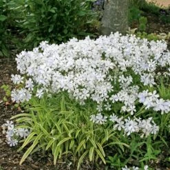 Phlox Divaricata 'May Breeze' Woodland Phlox