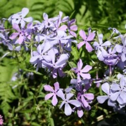 Phlox Divaricata Woodland Phlox