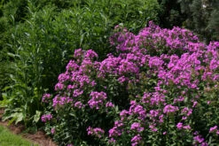 Phlox Paniculata 'Robert Poore' Garden Phlox -Nature Planting Store Phlox Robert Poore EZ