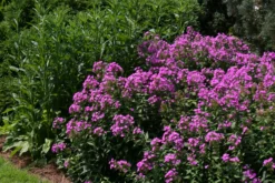 Phlox Paniculata 'Robert Poore' Garden Phlox -Nature Planting Store Phlox Robert Poore EZ scaled