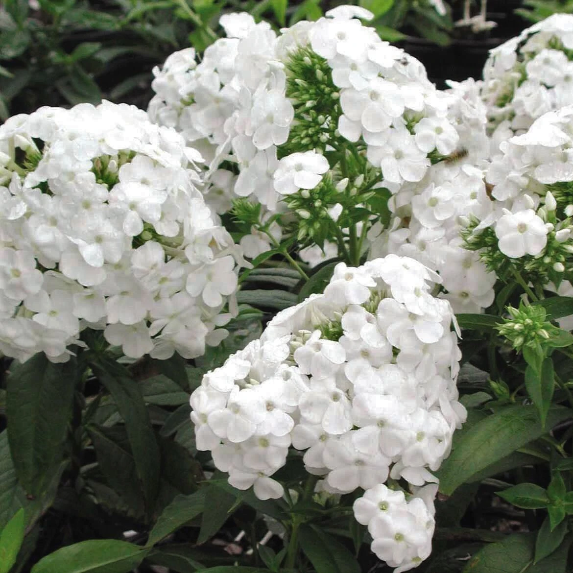 Phlox Paniculata 'David' Garden Phlox 2 Phlox Paniculata 'David' Garden Phlox - Image 2