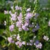 Physostegia Virginiana 'Pink Manners' Obedient Plant