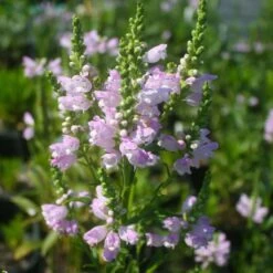 Physostegia Virginiana 'Pink Manners' Obedient Plant