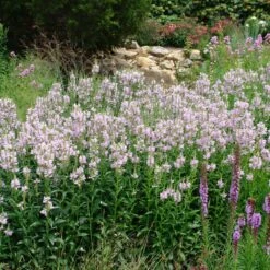 New Arrival -Nature Planting Store Physostegia Pink Manners Obedient Plant 2