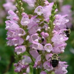 Physostegia Virginiana 'Pink Manners' Obedient Plant -Nature Planting Store Physostegia Pink Manners Obedient Plant Bee