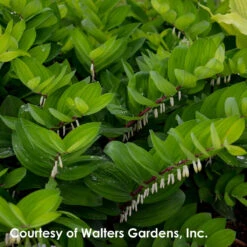 Polygonatum Odoratum 'Ruby Slippers' Solomon's Seal -Nature Planting Store Polygonatum odoratum Ruby Slippers 0001 high res