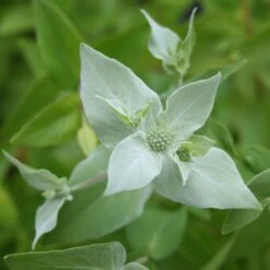 New Arrival -Nature Planting Store Pycnanthemum muticum Clustered Mountain Mint 1