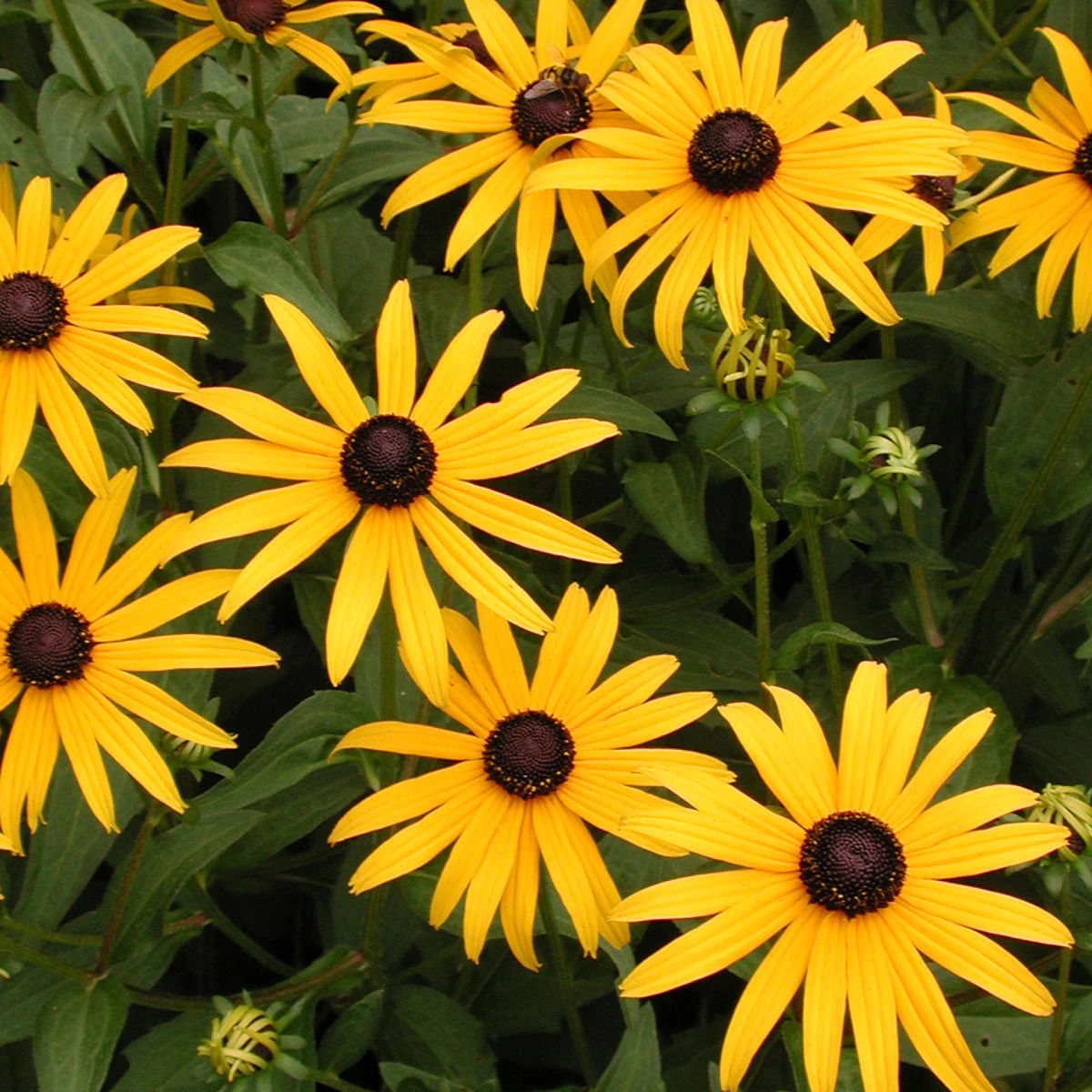 Rudbeckia Fulgida 'Goldsturm' Black-Eyed Susan 3 Rudbeckia Fulgida 'Goldsturm' Black-Eyed Susan - Image 3
