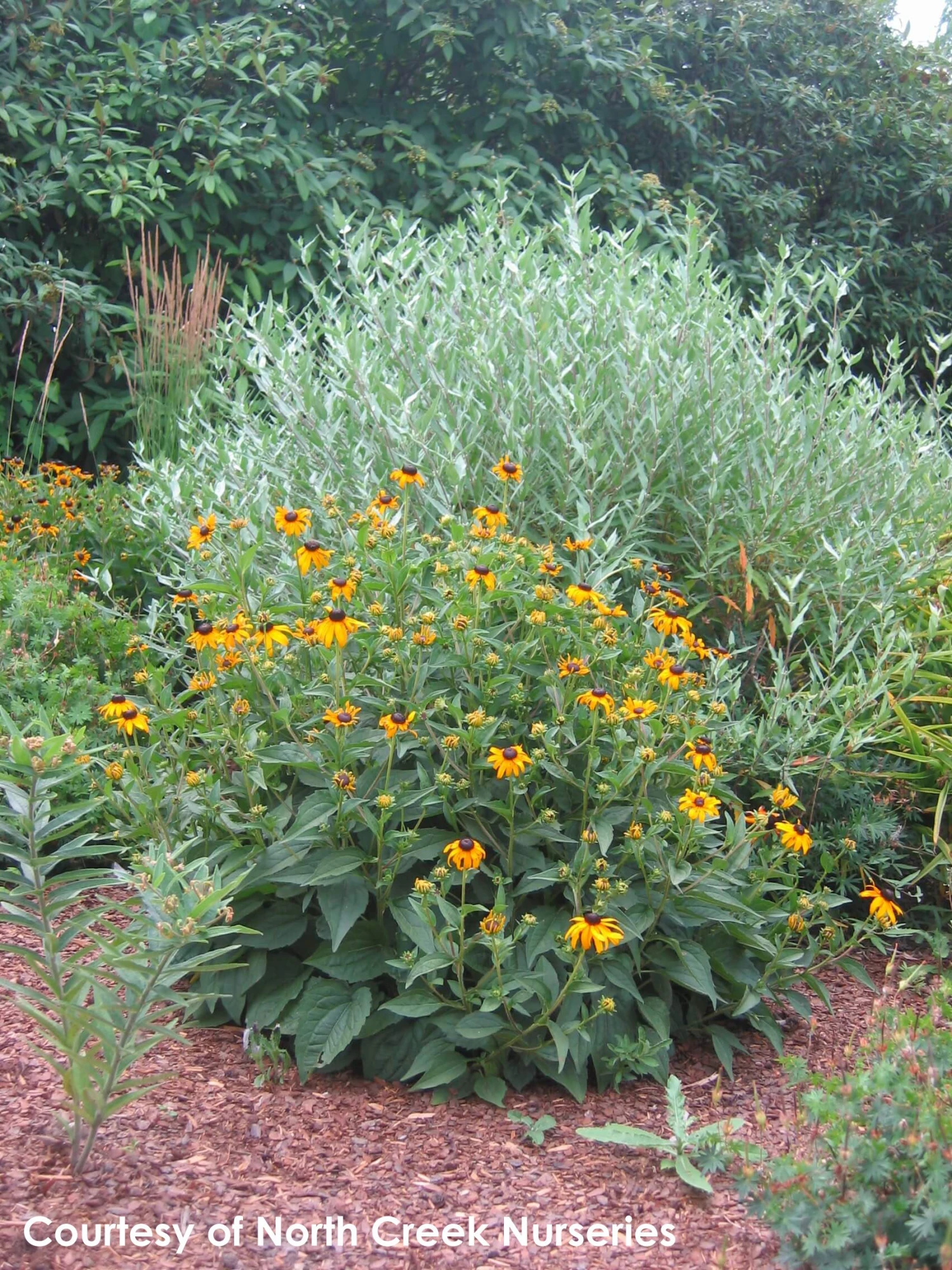 Rudbeckia Fulgida 'Goldsturm' Black-Eyed Susan 1 Rudbeckia Fulgida 'Goldsturm' Black-Eyed Susan