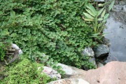 Rubus Calycinoides Creeping Raspberry -Nature Planting Store RUBUS