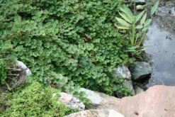 Rubus Calycinoides Creeping Raspberry -Nature Planting Store RUBUS scaled