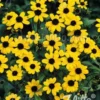 Rudbeckia Triloba 'Blackjack Gold'