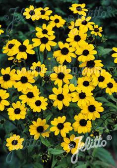 Rudbeckia Triloba 'Blackjack Gold'