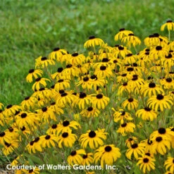 Front Page -Nature Planting Store Rudbeckia American Gold Rush PP28498 0001 high res