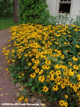 Rudbeckia Fulgida 'Goldsturm' Black-Eyed Susan 2 Rudbeckia Fulgida 'Goldsturm' Black-Eyed Susan - Image 2