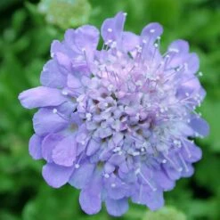 Scabiosa Columbaria 'Butterfly Blue' Pincushion Flower -Nature Planting Store SCB Butterfly Blue spi