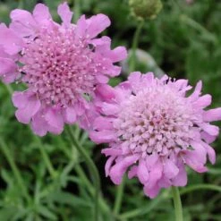 Scabiosa Columbaria 'Pink Mist' Pincushion Flower