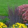 Schizachyrium Scoparium 'Smoke Signal' Little Bluestem