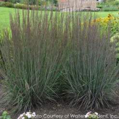 Schizachyrium Scoparium 'Smoke Signal' Little Bluestem -Nature Planting Store SCHIZACHYRIUM SMOKE SIGNAL 3
