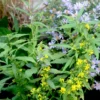 Solidago Caesia Blue-stem Goldenrod