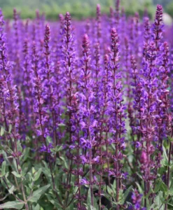 Salvia Sylvestris 'May Night' Wood Sage