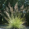 Sporobolus Heterolepis 'Tara' Prairie Dropseed