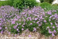 New Arrival -Nature Planting Store Sca ButterflyBlue hab trials June12 10 scaled